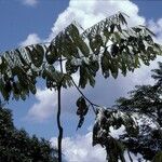 Cordia alliodora Φλοιός