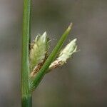 Cyperus laevigatus പുറംതൊലി