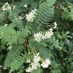 Sorbus koehneana