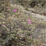 Rhododendron setosum Elinympäristö