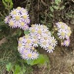 Pericallis steetzii Çiçek