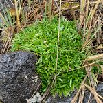 Calandrinia acaulis Агульны выгляд