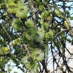 Salix myrsinifolia Květ