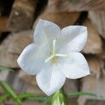 Campanula persicifoliaFlor