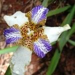 Trimezia northiana Flower