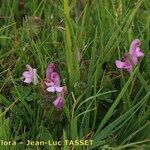 Pedicularis sylvatica Habit