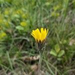 Leontodon incanus Flower