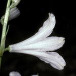 Paradisea liliastrum Flower