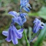 Brimeura amethystina Flower