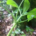 Appunia tenuiflora