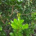 Xylocarpus granatum Leaf