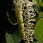 Saururus cernuus Blomst