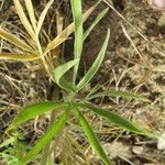 Ranunculus illyricus Leaf