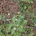 Acmella paniculata Virág