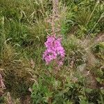 Epilobium angustifolium Хабит