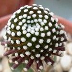 Mammillaria luethyi Hábito