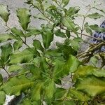 Leea guineensis Leaf
