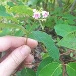 Apocynum androsaemifolium Leaf