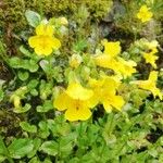 Mimulus guttatusЦвят