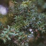 Podocarpus totara Leaf