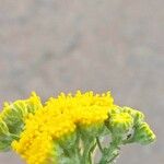 Tanacetum annuum Blüte