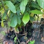 Theobroma grandiflorum Hoja