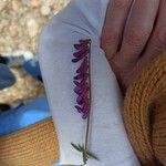 Vicia eriocarpa Blodyn