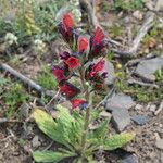 Echium creticum Flor