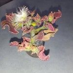 Mesembryanthemum crystallinum Feuille