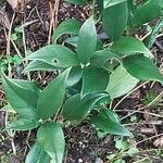 Sarcococca ruscifolia Foglia