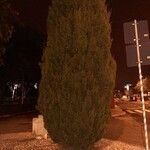 Cupressus sempervirens عادت