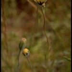 Achyrachaena mollis Агульны выгляд