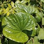 Dioscorea communis Blad