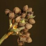 Vismia sessilifolia Квітка