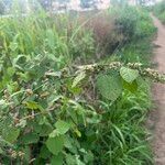 Sidastrum micranthum Habit