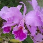 Cattleya jenmanii Λουλούδι