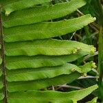 Nephrolepis brownii Leaf