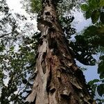 Albizia carbonaria Habitatea