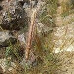 Hordeum bulbosum Fruit