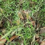 Aegilops geniculata Hábito