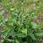 Cichorium intybus Leaf