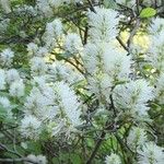 Fothergilla gardenii Fiore