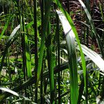 Miscanthus sinensis Levél