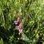 Vicia pannonica 整株植物