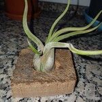 Tillandsia paucifolia Frunză