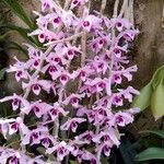 Dendrobium anosmum Кветка