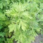 Artemisia argyi برگ