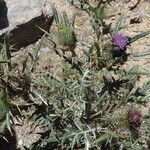 Cirsium odontolepis Leaf