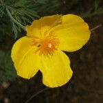 Hunnemannia fumariifolia 花