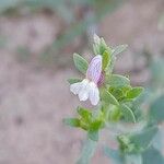 Linaria albifrons 花
